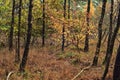 Tree with yellow coloured leaves in an autumn.