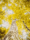 Tree and yellow editing colors in a forest Royalty Free Stock Photo