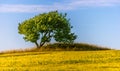 Tree in yellow field Royalty Free Stock Photo