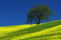 Tree on the yellow flower field with clear blue sky, Tuscany, Italy Royalty Free Stock Photo