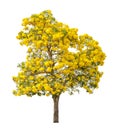 Tree with yellow flower isolated Royalty Free Stock Photo