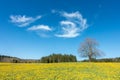 Tree on yellow flower meadow, blue sky and white clouds Royalty Free Stock Photo