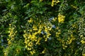 Tree with yellow flowers of Laburnum anagyroides, the common laburnum, golden chain or golden rain, in full bloom in a sunny sprin