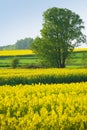 Tree and Yellow flowers on meadow Royalty Free Stock Photo