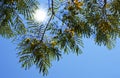 Tree with yellow flowers and shine sun Royalty Free Stock Photo