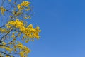 Tree with yellow flowers under blue sky Royalty Free Stock Photo
