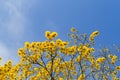 Tree with yellow flowers under blue sky