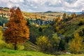 Tree with yellow foliage in carpathian village Royalty Free Stock Photo