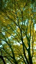 A tree with yellow foliage,forest, wildlife,ecology, nature in the park,autumn time Royalty Free Stock Photo