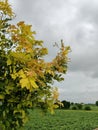 Tree with yellow and green leaves in farmland under cloudy sky Royalty Free Stock Photo
