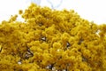 Tree with yellow ipe flowers on clear sky day Royalty Free Stock Photo