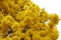 Tree with yellow ipe flowers on clear sky day Royalty Free Stock Photo
