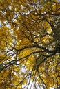 Tree with yellow ipÃÂª flowers on clear sky day Royalty Free Stock Photo