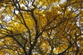 Tree with yellow ipÃÂª flowers on clear sky day Royalty Free Stock Photo