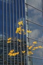 Tree With Yellow Leafs In Front Of A Big Building