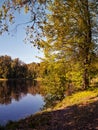 A tree with yellow leaves in autumn in sunny weather by day on t Royalty Free Stock Photo