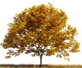 Tree with yellow leaves in a field on white transparent background. 3D rendering illustration Royalty Free Stock Photo