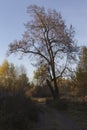 Tree with yellow leaves foliage om branches, dry brown grass on a clear blue sky background. Sunny Autumn day in a countryside Royalty Free Stock Photo