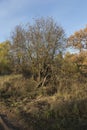 Tree with yellow leaves foliage om branches, dry brown grass on a clear blue sky background. Sunny Autumn day in a countryside Royalty Free Stock Photo