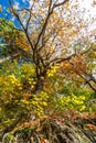 A tree with yellow leaves near Smalls Falls, Maine Royalty Free Stock Photo
