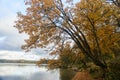 A tree with yellow leaves over the lake. Kaliningrad region. Royalty Free Stock Photo