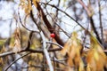 Tree with yellow leaves and rowan berry in autumn day.