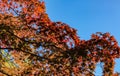 A tree with yellow and red leaves with bright blue sky in Autumn