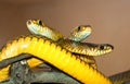 Tree yellow snakes from India