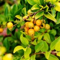 Tree of yellow tiny fruits