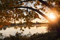 Tree with yellow trees bent over a river. Sun shines between brunches. Terryland castle in the background. Corrib river, Galway Royalty Free Stock Photo