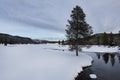 Tree, Yellowstone River, Winter, Royalty Free Stock Photo