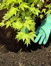 Tree young plant planting Royalty Free Stock Photo