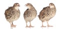 Tree young quails