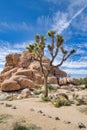 Tree yucca and huge desert rocks against vivid sky at Joshua Tree National Park