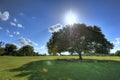 Tree in Zilker Park, Austin, Texas