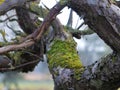 Treebranches with moss, woods forest branches tree close closeup light dawn boughs treeebranches sun Royalty Free Stock Photo