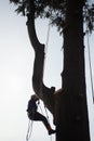 treeclimber above tree to perform pruning and felling arboriculture