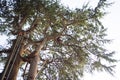 treeclimber above tree to perform pruning and felling arboriculture Royalty Free Stock Photo