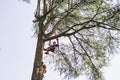 treeclimber above tree to perform pruning and felling arboriculture Royalty Free Stock Photo