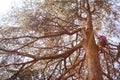 treeclimber above tree to perform pruning and felling arboriculture Royalty Free Stock Photo