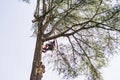 treeclimber above tree to perform pruning and felling arboriculture Royalty Free Stock Photo