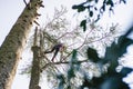 treeclimber above tree to perform pruning and felling arboriculture
