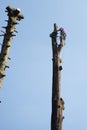 treeclimber above tree to perform pruning and felling arboriculture