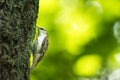 A treecreeper bird sitting on a tree trunk Royalty Free Stock Photo
