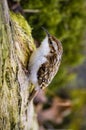 Treecreeper (Certhia familiaris)