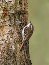 Treecreeper (Certhia familiaris) Royalty Free Stock Photo