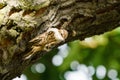 Treecreeper (Certhia familiaris) perched on side of tree having a scratch