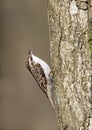 Treecreeper, Certhia familiaris Royalty Free Stock Photo