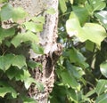 Treecreeper climbing a tree Royalty Free Stock Photo