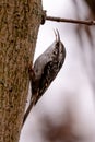 Treecreeper Climbing A Tree Royalty Free Stock Photo